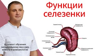 Функции селезенки. Фрагмент обучения массажу живота и кинезиологии