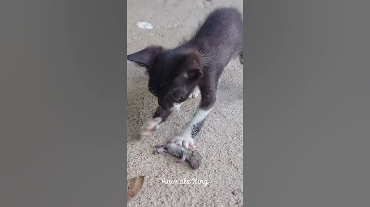 Video 8998211: cat kitten kitty funnycat, kitten baby cat funnycats, cat kitten kitty funny, cat baby kitten playing, amazing funny pets, cutest pets