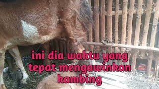 kambing habis melahirkan||waktu yang tepat mengawinkannya