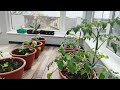 Підв&#39;язую помідори у зимовому саду / балконі
