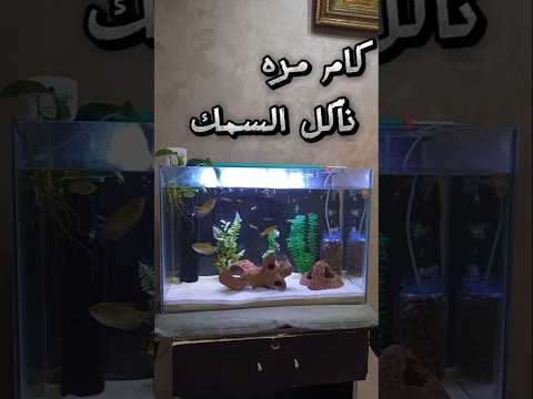 عدد مرات تأكيل السمك و كام مره في اليوم أسماك الزينة سمك تربية الأسماك