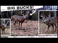 Trail Cam Compilation: My 10 Best Whitetail Deer Buck Videos