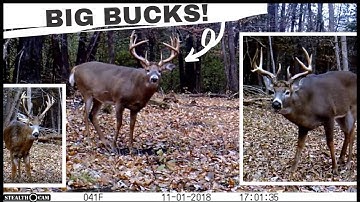 My 10 BEST Whitetail Deer Buck Clips | Trail Cam Videos