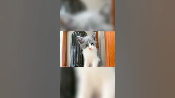 Video 11535381: british shorthair kittens, kitten home