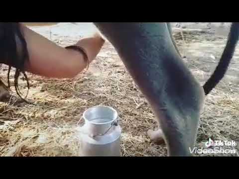 اخر العرض لسما المصري بتنزل من الجاموسه لبن 