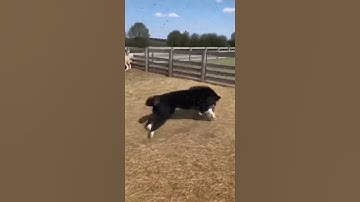 Buzzing in the Pen: A Frantic Escape from a Swarm of Bees