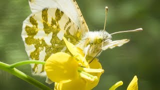 A Climate Rescue Mission For Puget Sound's Rare Butterfly