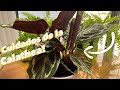 Cmo cuidar a la calathea medallion  tips cuidados  caractersticas planta  sustrato  riego