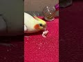 Princess is busy #shortsfeed #shortsviral