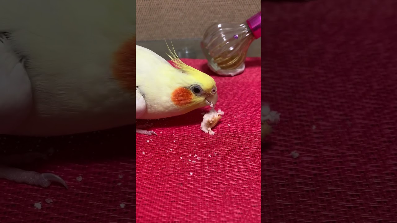 Princess is busy #shortsfeed #shortsviral