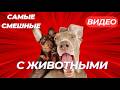 Эти забавные животные! Самые смешные видео февраля.