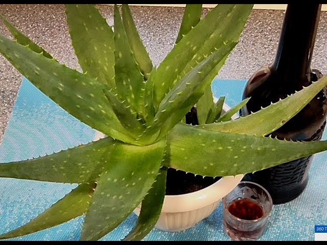 Поднять иммунитет. Сок алоэ для иммунитета. Народная медицина