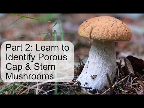 Mushroom Identification Course (Pt 2): Porous Cap & Stem #mushroom #mycology #foraging