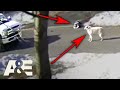 Hero Dog Stops a Truck To Get Help for Owner Having a Seizure | An Animal Saved My Life | A&E