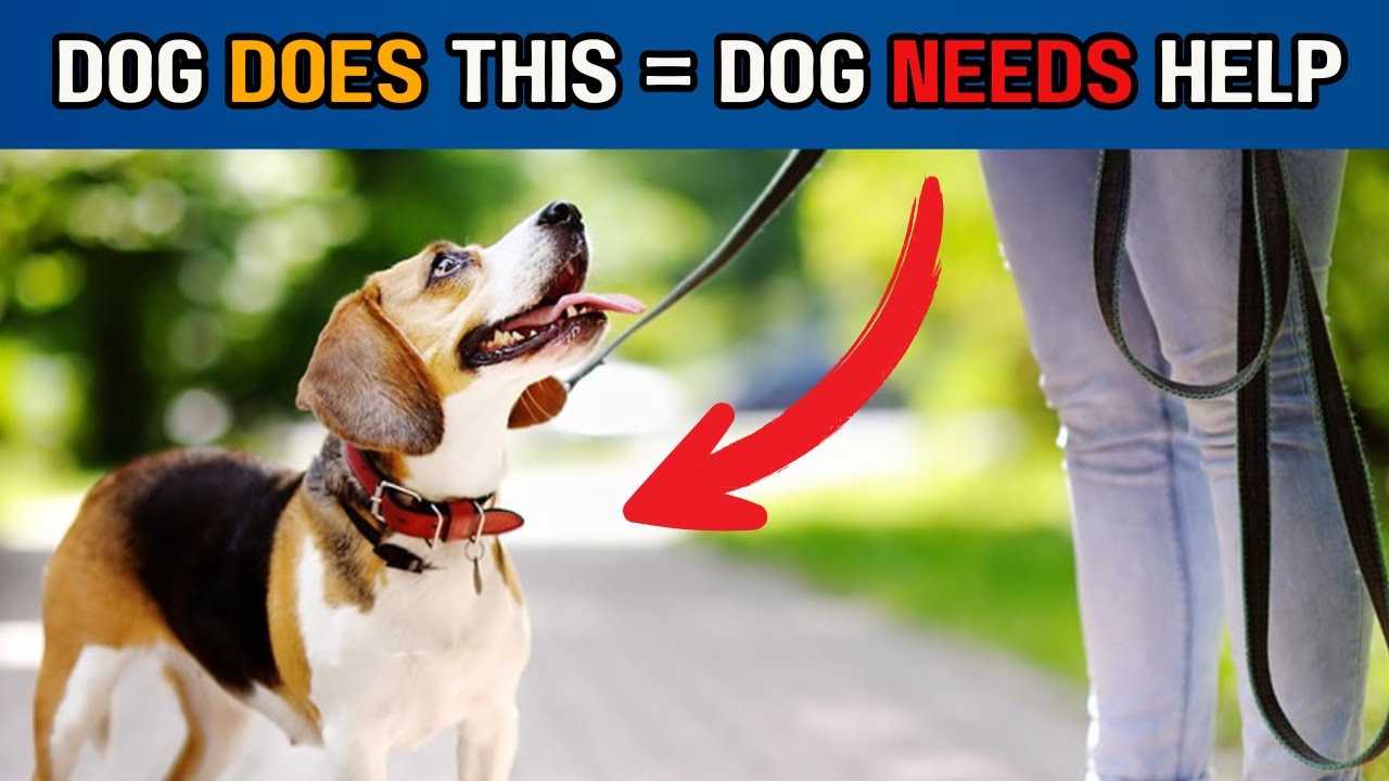 10 Warning Signs Your Dog is DESPERATELY Trying to Tell You Something ...