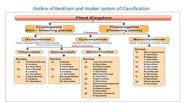 Bentham and Hooker System of classification