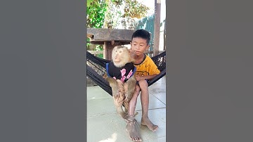 Geweldige video Super SokYaa Heel schattige en harmonieuze dieren over de hele wereld #shorts