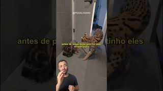 Adotou Um Gato Mas Teve Uma Surpresa Quando Ele Cresceu