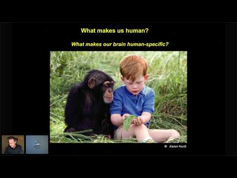 A human-specific modifier of synaptic development, cortical circuit connectivity and function recording thumbnail