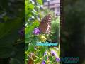 #Brownkingcrow #butterfly ❤️#bluemoonbutterfly #karnatakatourism #tulunadu #naturejournal