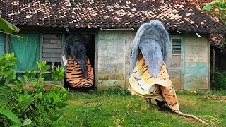 MENGEJEK !! Dikejar Barongan Ngamuk Sampai Masuk Rumah Kosong - Arak Arakan Barongan Blora