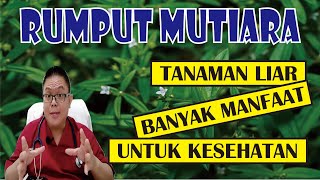 RUMPUT MUTIARA .......... TANAMAN LIAR DENGAN SEGUDANG MANFAAT RUMPUT MUTIARA .......... TANAMAN LIAR DENGAN SEGUDANG MANFAAT