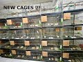 PARAKEET BREEDING SET-UP