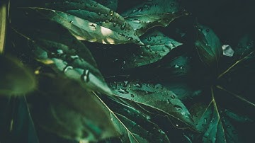 سورة المزمل | القارئ صلاح الباجي