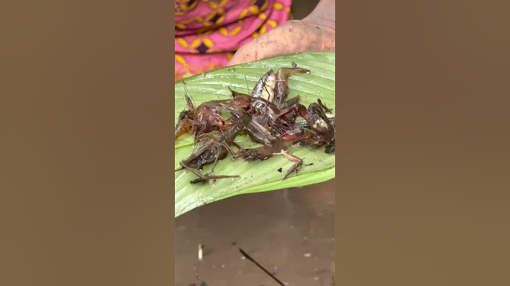 Documentando en África. Vivir con los Pigmeos Baka. Selva de Camerun.