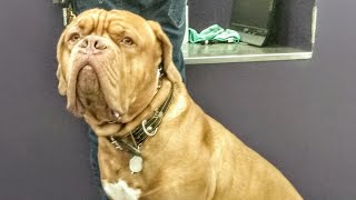 Monkey Faced Mastiff 😂 (French Mastiff) by brettvett1 2,934 views 3 years ago 1 minute, 53 seconds