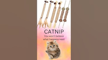 Catnip: From Playful Kittens To Rockstar Cats - The Ultimate Power Boost! #catnip #rockstar