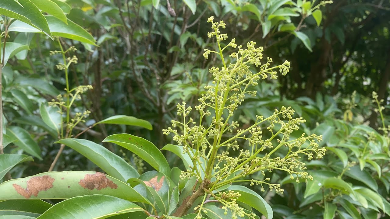 Vườn Vải Thiều Bội Thu Mùa 2026 , 