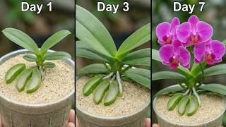 Download Lagu I Tried This 1 Weird Trick and My Orchid Bloomed in 7 Days! MP3