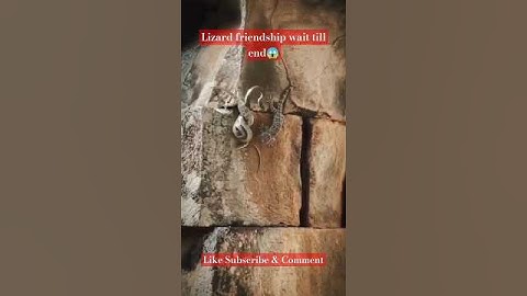 😱Amazing rescue mission by Lizard went to save his friend #shorts #viralshorts #animals#snakes #fact