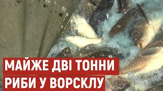 У Полтаві у Ворсклу випустили майже дві тонни коропа