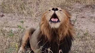 Ndhzenga Male Lion Roaring with Kambula Pride | Sabi Sands | 10 May 2024