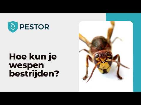 Video: Hoe kom je op tijd van een wespennest af?