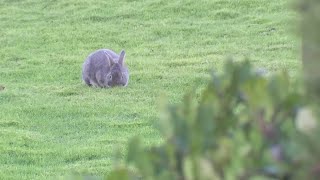 Two women on mission to rescue booming bunny population in Cannon Beach