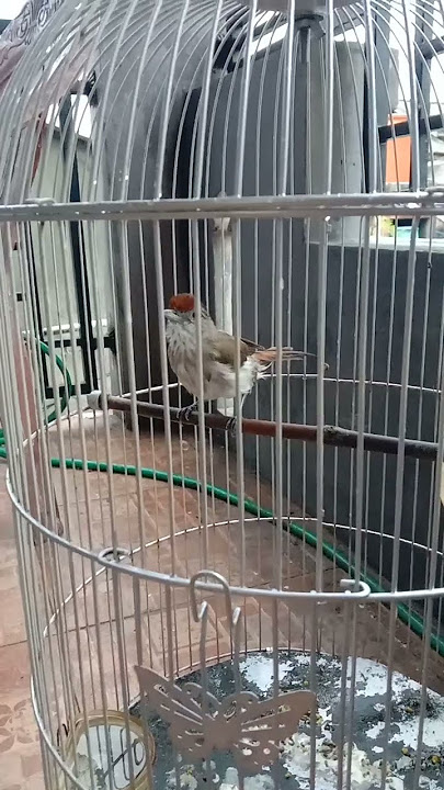 ASI TOPI SISIK besar