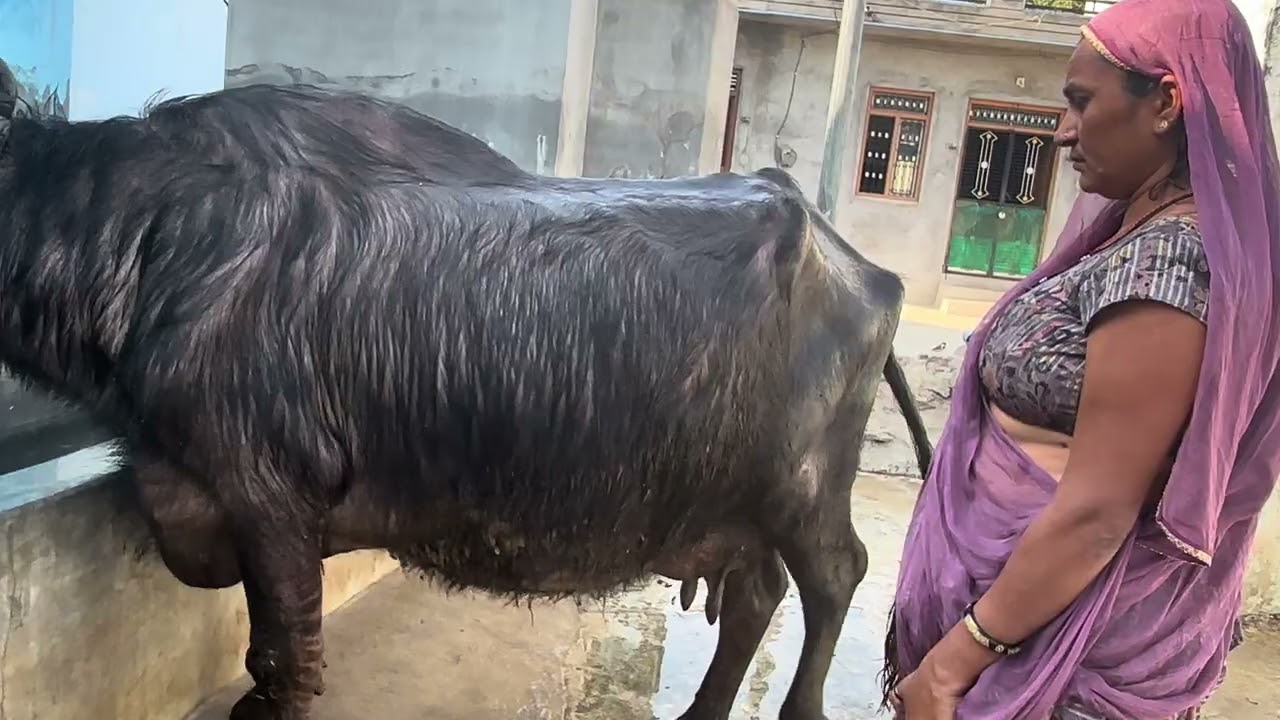 28 February 2026 भैस को पानी मे मजा आ रहा है