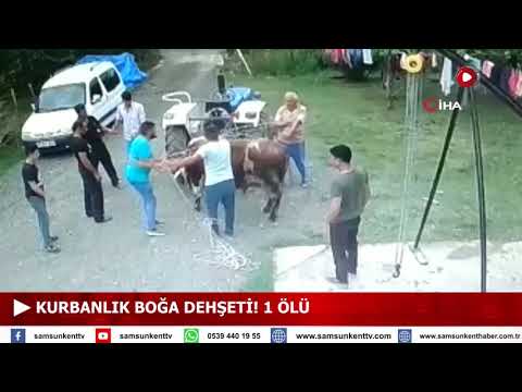 Samsun'da Kurbanlık Boğa Bir Kişiyi Öldürdü! İşte O Görüntüler