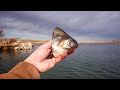 We Threw SHAD HEADS Into The DEEPEST HOLE ON THE LAKE!!! (Monster After MONSTER)
