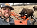 One bison gets excited, they all get excited!