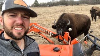 One bison gets excited, they all get excited!