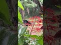 A moment with a Butterfly 🦋#viral #viralshorts #trending #yotubeshorts #butterfly
