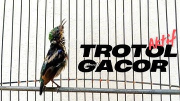pancingan KONIN TROTOL gacor burung kolibri ninja bahan ijoan gacor emosi #mandorkicau