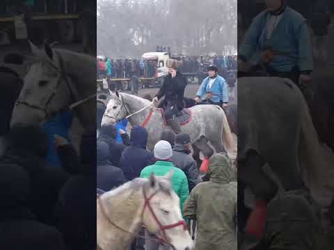 Video: Боз чачты кантип боёо керек: 11 кадам (сүрөттөр менен)