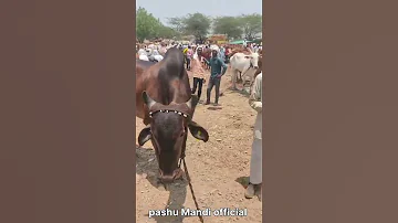 Parbhani Bail Bazar परभण ब ल ब ज र Parbhanibailbazar Parbhanibuffalobazar Parbhanimarket 