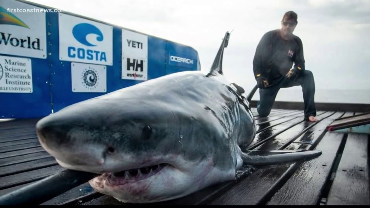 10-foot-great-white-shark-spotted-off-the-coast-of-brunswick-youtube