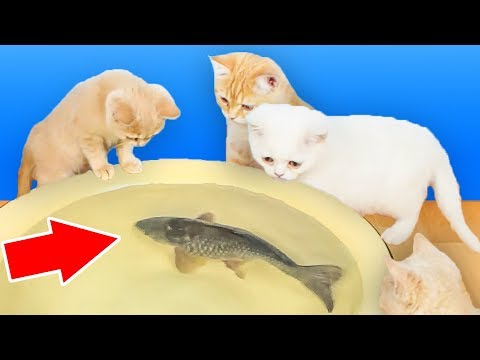 Wideo: Koty I Ryby – Czy Ryby Są Złe Dla Kotów?